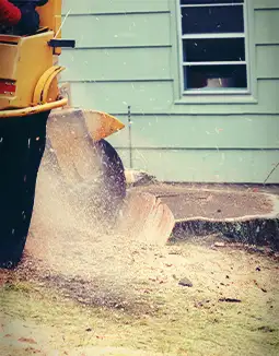 Stump Grinding