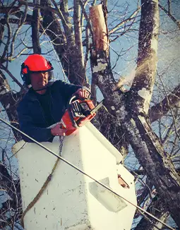 Tree Maintenance