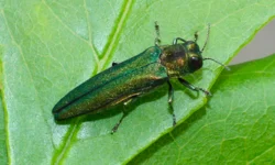 Emerald Ash Borer And Bronze Birch Borer (1)