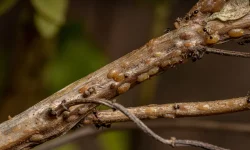 Scale Insects (1)