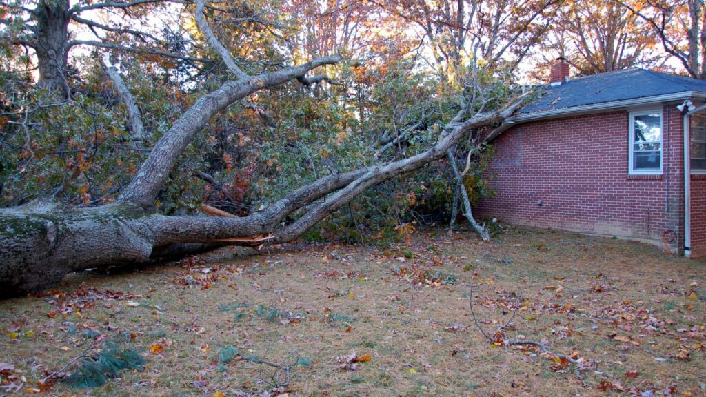 Aftermath Of A Fallen Tree Safety And Removal Procedures