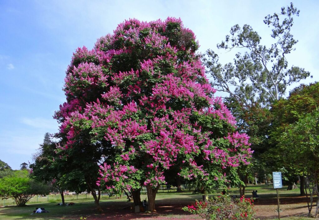 Muskogee Crape Myrtle