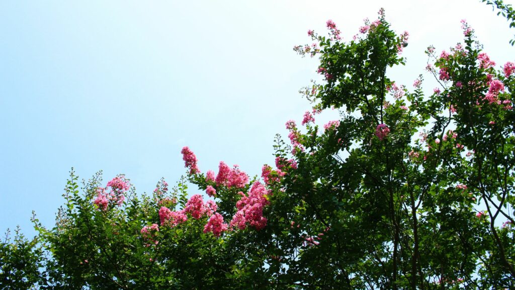 Crape Myrtle