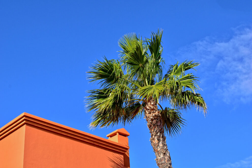 Palm Tree Fungus