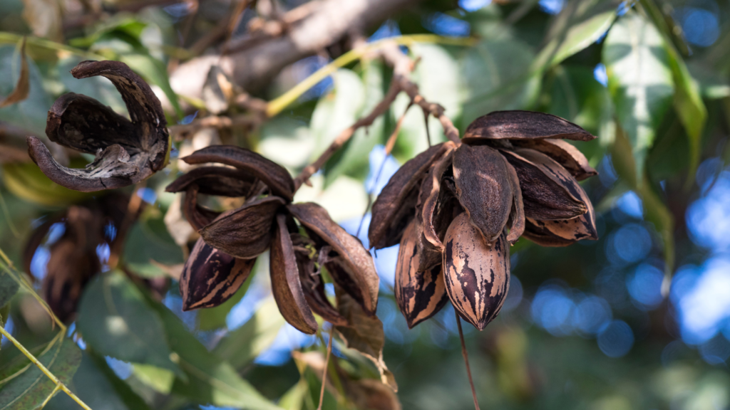 Pecan Trees