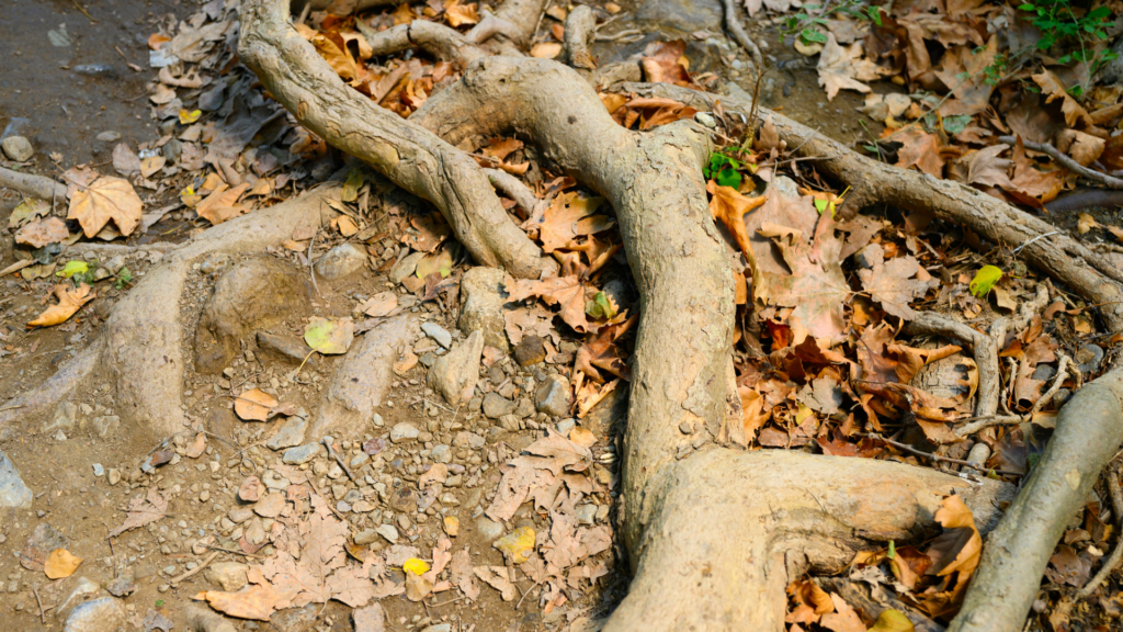 Root Barriers For Trees