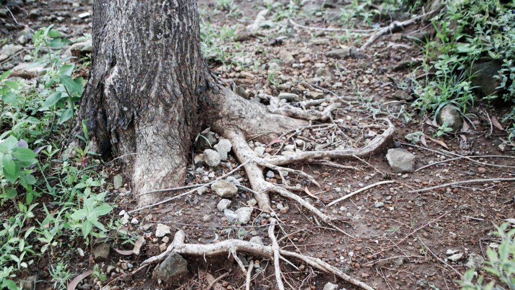 Tree Root Flare